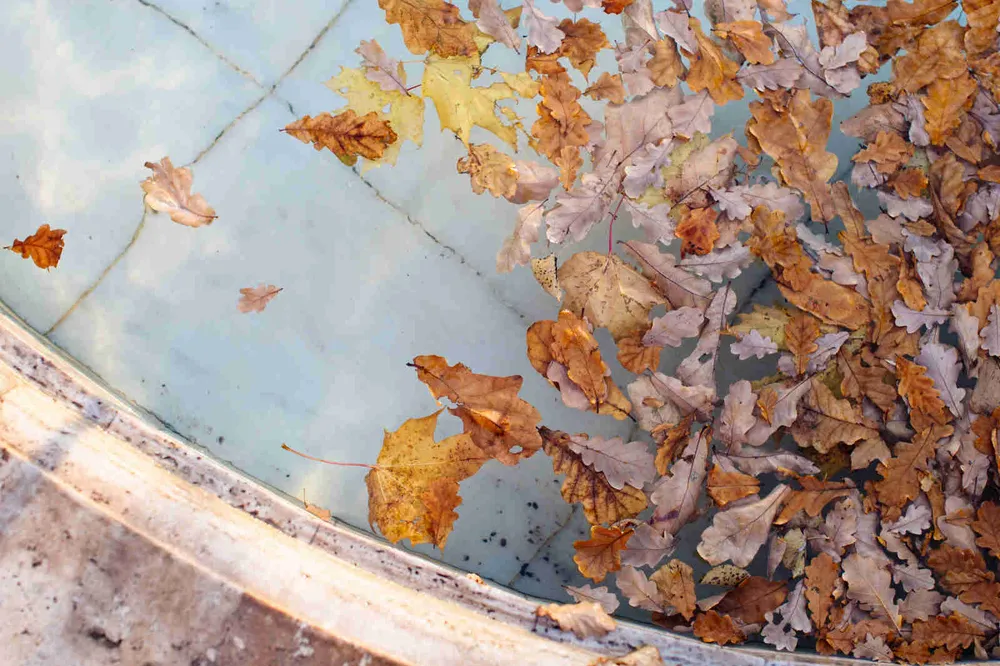 Dozens of fallen oak and maple leaves floating on the surface of a swimming pool and drifting against the stone edge