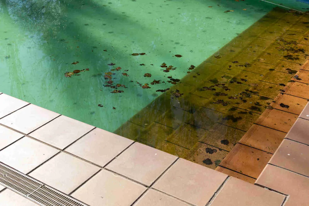 A neglected swimming pool with green water, dark debris settled on the submerged steps and heavy brown staining along the waterline tiles
