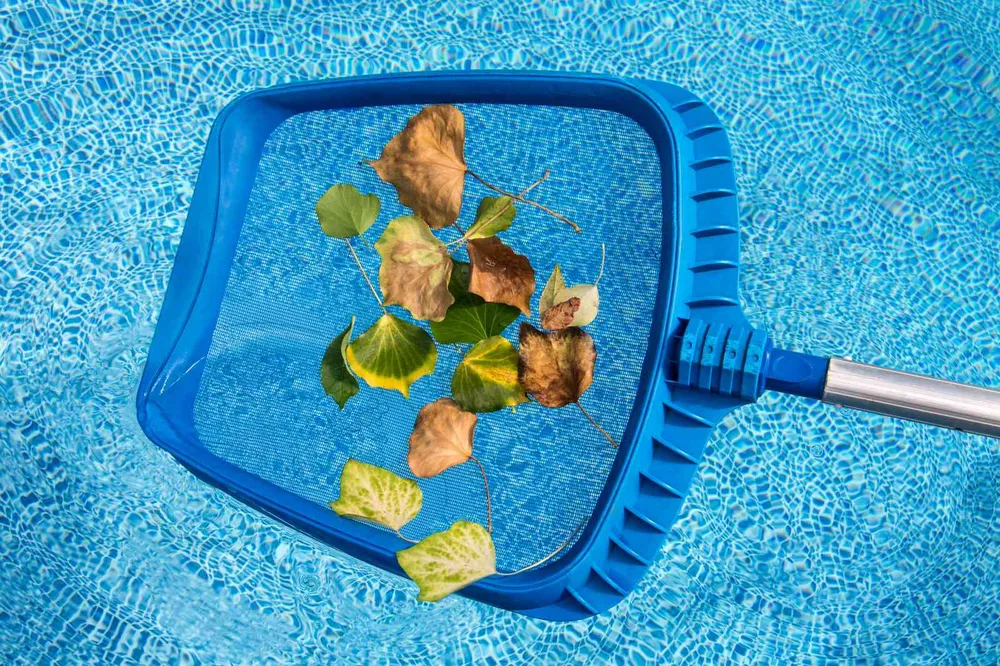A blue skimmer net on a pole holding a dozen fallen leaves just under the surface of a swimming pool